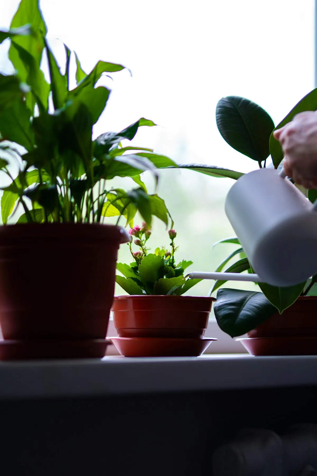 Persona realizando una actividad sencilla como regar plantas — pequeños pasos hacia la recuperación